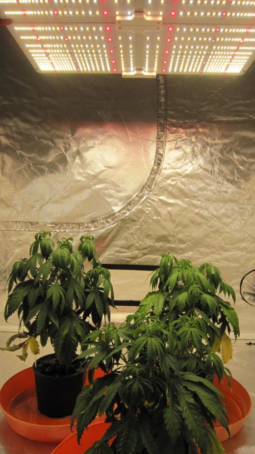 Gelatdos Jabb... My crossing.. Week 7 - Spider Farmer Light SF-4000