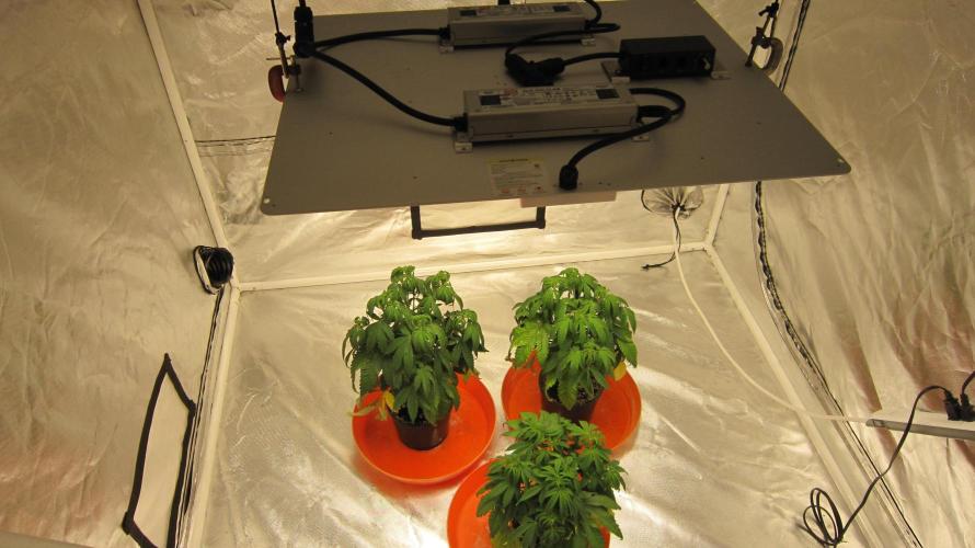 Gelatdos Jabb... My crossing.. Week 7 - Spider Farmer Light SF-4000