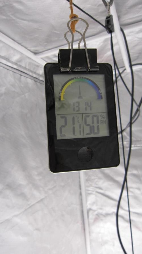 Gelatdos Jabb... My crossing.. Week 7 - Pretty Good for Veg.