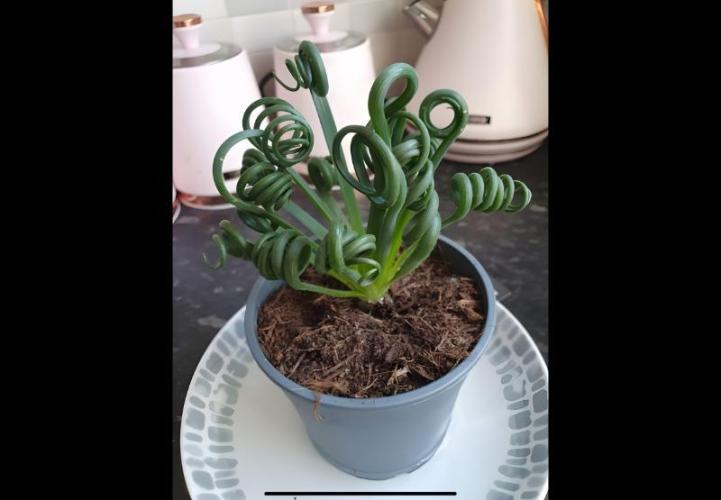 Gelatdos Jabb... My crossing.. Week 7 - Twisterru