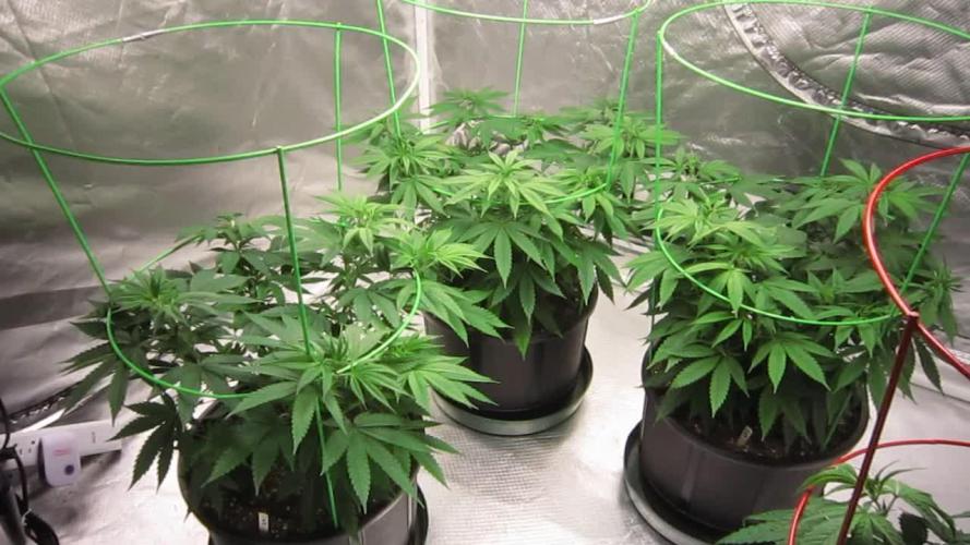 🍋 Lemon 🍊 Mandarin 😎 🤗 🤩