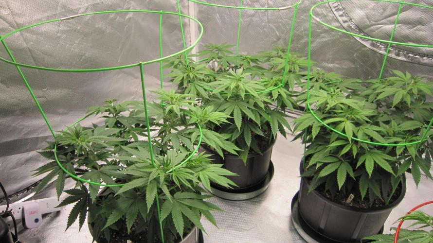 🍋 Lemon 🍊 Mandarin 😎 🤗 🤩. Week 8 - 3 Plants of Lemon Mandarin By Fast Buds