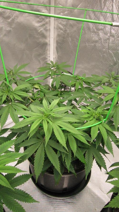 🍋 Lemon 🍊 Mandarin 😎 🤗 🤩. Week 8 - Plant #2