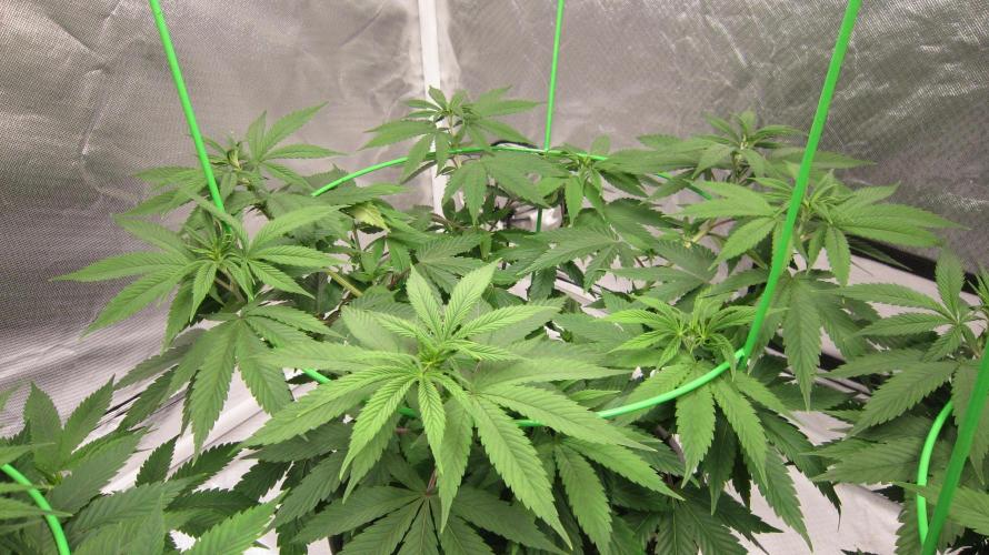 🍋 Lemon 🍊 Mandarin 😎 🤗 🤩. Week 8 - Plant #2