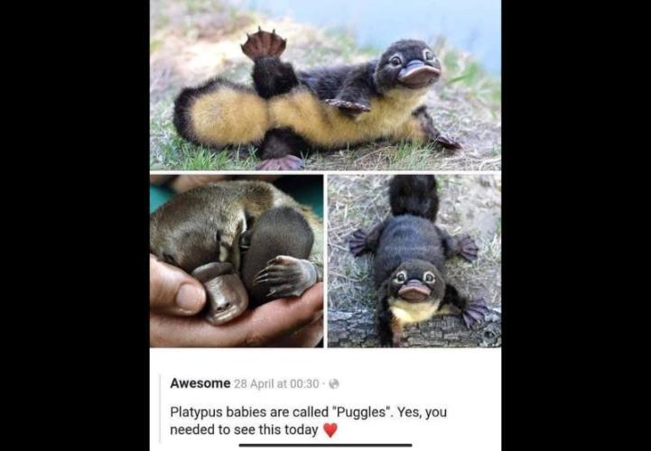 🍋 Lemon 🍊 Mandarin 😎 🤗 🤩. Week 8 - Cute...