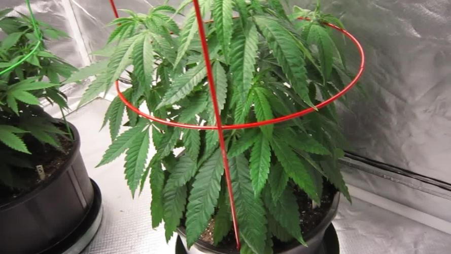 💪🔥⚡ Hulk OG - by IZI