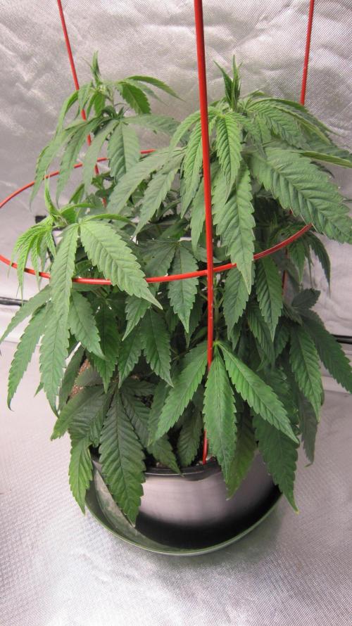 💪🔥⚡ Hulk OG - by IZI. Week 8 - Hulk OG