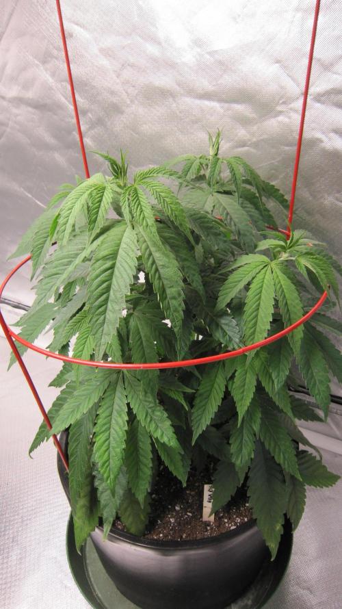 💪🔥⚡ Hulk OG - by IZI. Week 8 - Hulk OG