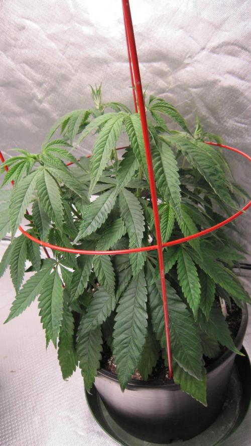 💪🔥⚡ Hulk OG - by IZI. Week 8 - Hulk OG