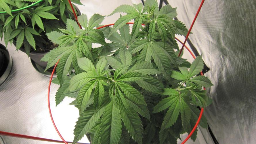 💪🔥⚡ Hulk OG - by IZI. Week 8 - From the top.