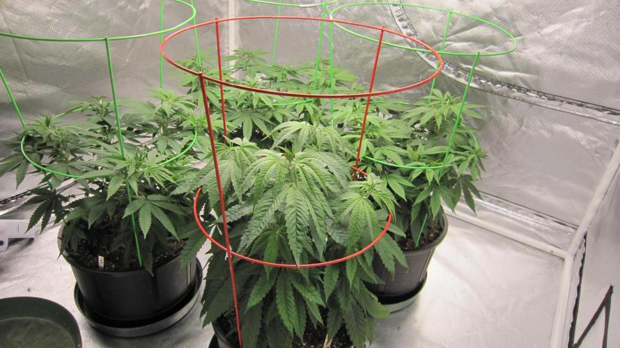 💪🔥⚡ Hulk OG - by IZI. Week 8 - Group Shot. The Hulk OG is in front.