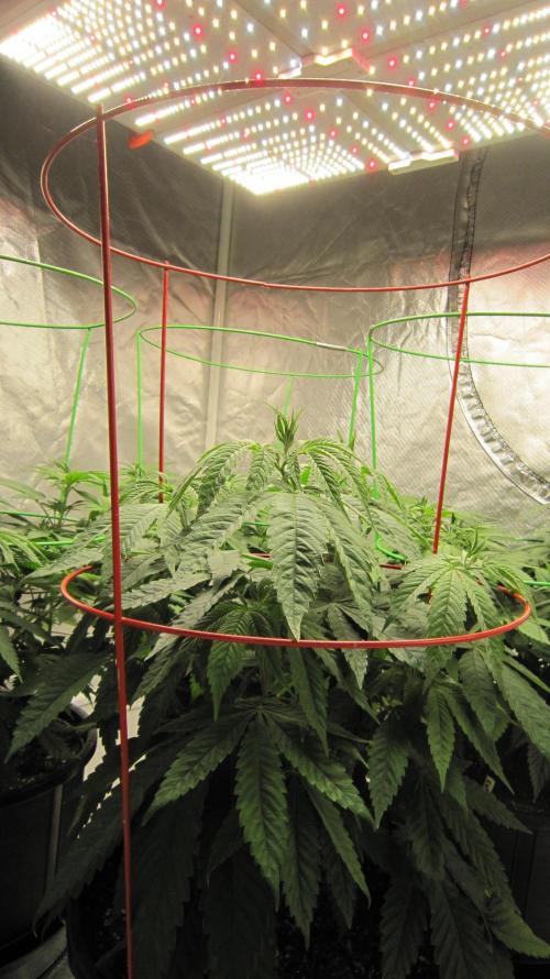 💪🔥⚡ Hulk OG - by IZI. Week 8 - Spider Farmer Light - SF-4000