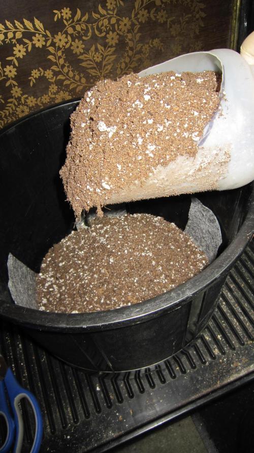 💪🔥⚡ Hulk OG - by IZI. Week 8 - Cover felt with soil