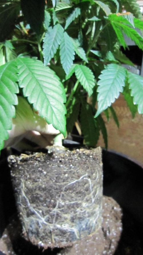 💪🔥⚡ Hulk OG - by IZI. Week 8 - Hulks root ball.