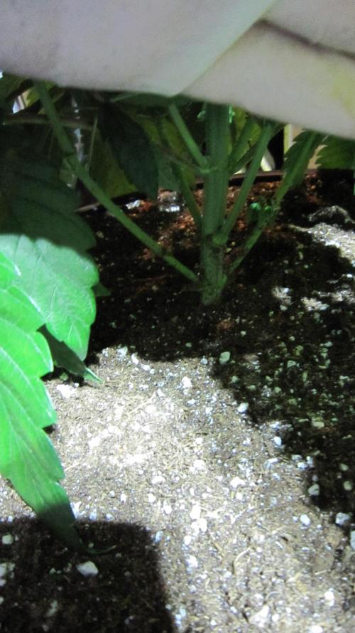 💪🔥⚡ Hulk OG - by IZI. Week 8