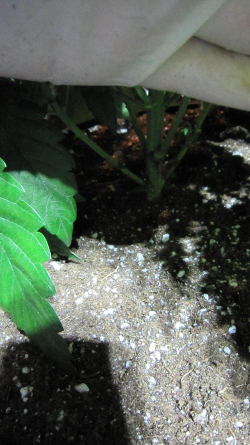 💪🔥⚡ Hulk OG - by IZI. Week 8