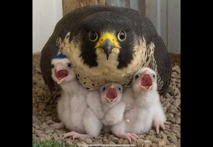 💪🔥⚡ Hulk OG - by IZI. Week 8 - Holy Intense....