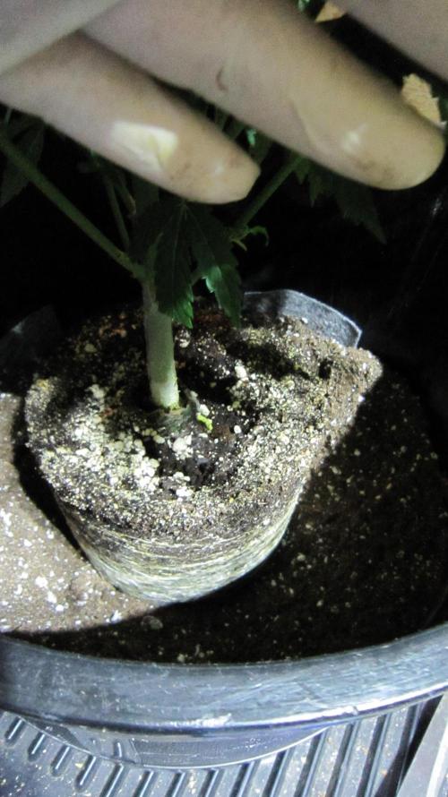 🍋 Lemon 🍊 Mandarin 😎 🤗 🤩. Week 8 - Put the root ball deep into the pot.