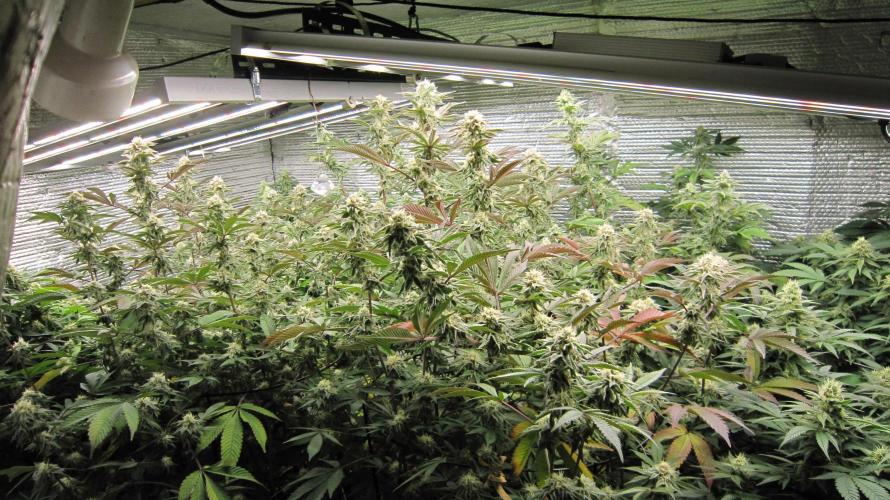 Best Clones... Showing off my.... Week 9 - Just inside the door