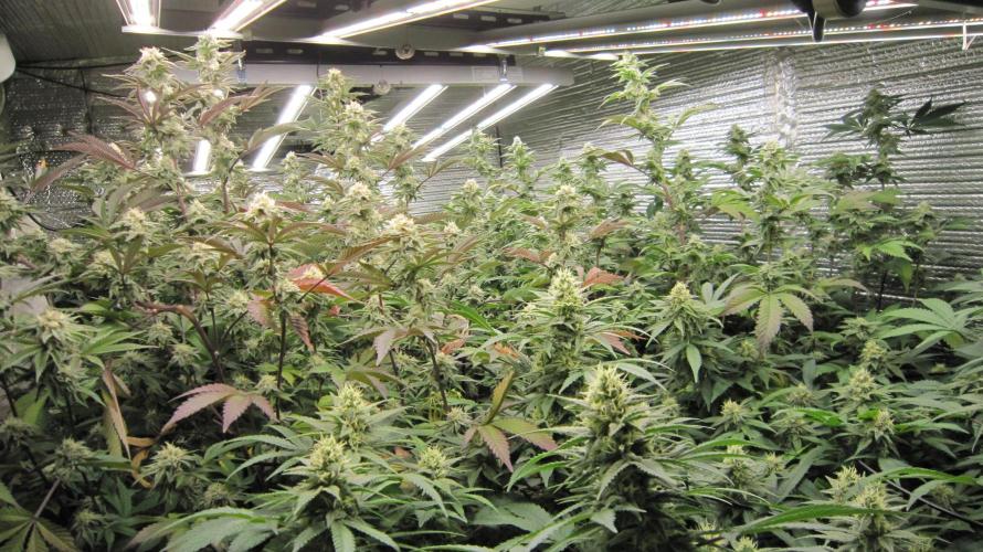 Best Clones... Showing off my.... Week 9 - From the Corner