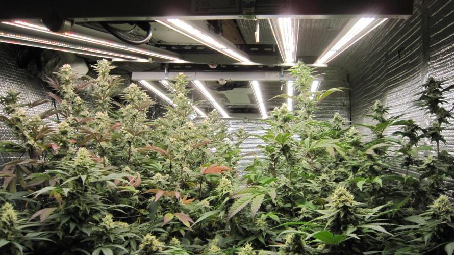 Best Clones... Showing off my.... Week 9 - From the Other Corner.