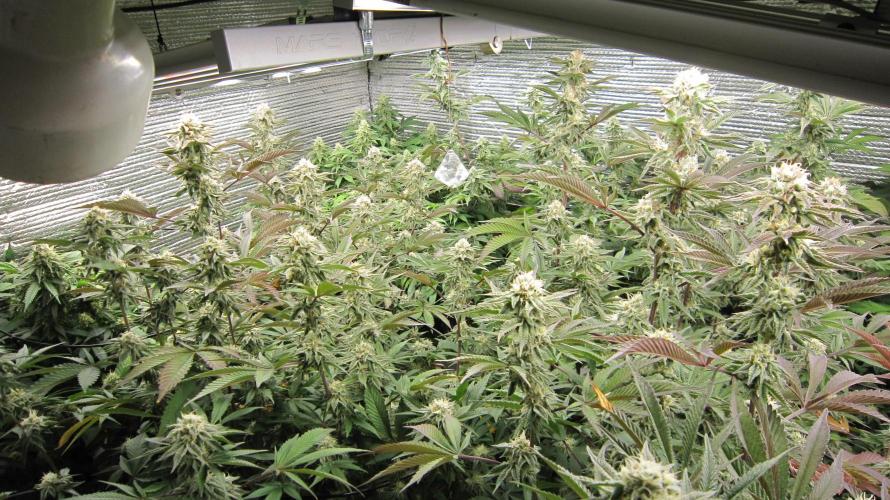 Best Clones... Showing off my.... Week 9 - End of week 5