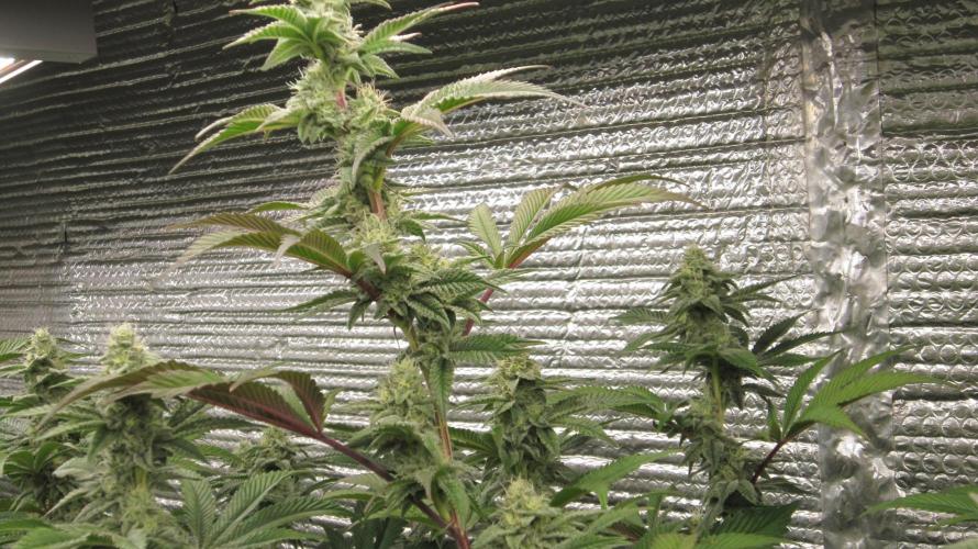 Best Clones... Showing off my.... Week 9 - Dos Si Dos 33