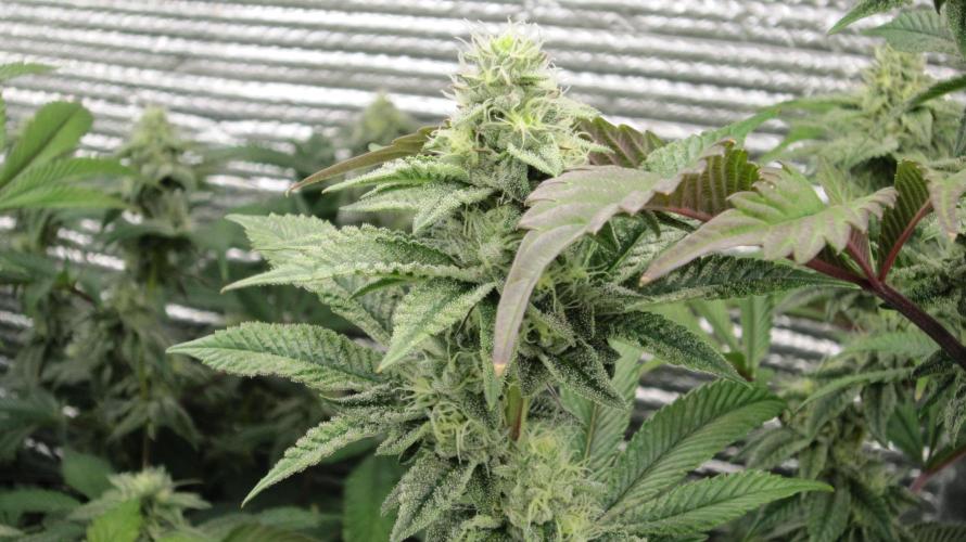 Best Clones... Showing off my.... Week 9 - Dos Si Dos 33