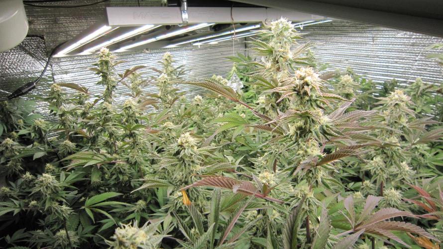 Best Clones... Showing off my.... Week 9 - Pink Kush