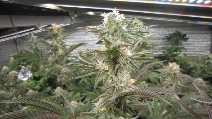 Best Clones... Showing off my.... Week 9 - Pink Kush