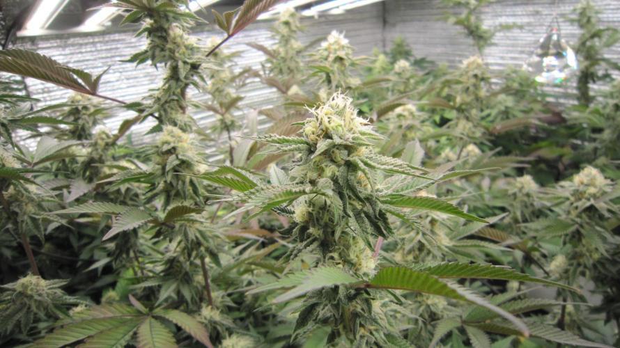 Best Clones... Showing off my.... Week 9 - Pink Kush