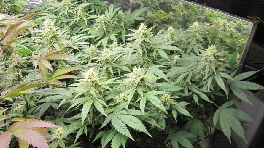 Best Clones... Showing off my.... Week 9 - Bb Mr