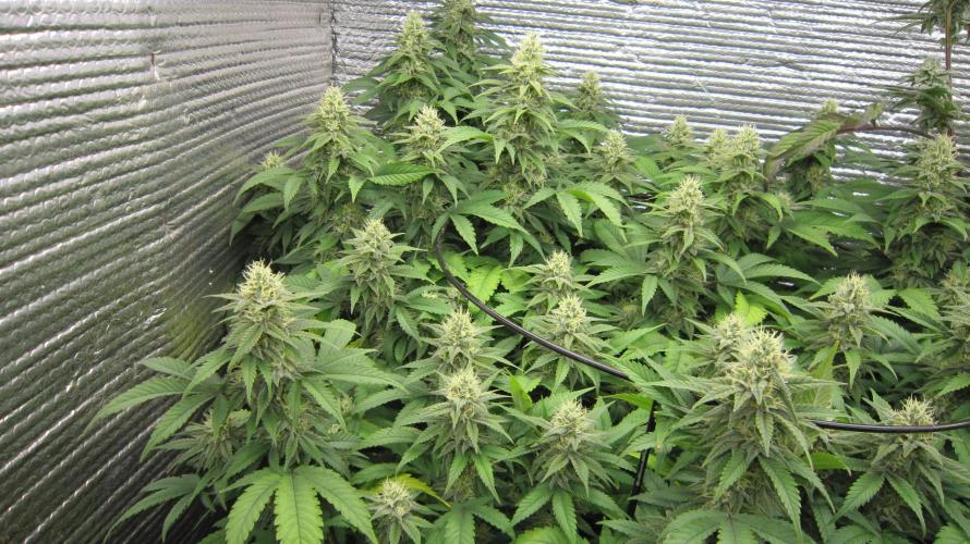 Best Clones... Showing off my.... Week 9 - Bb Mr