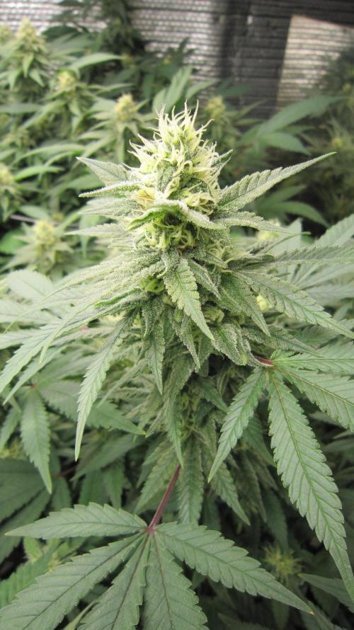 Best Clones... Showing off my.... Week 9 - Bb Mr