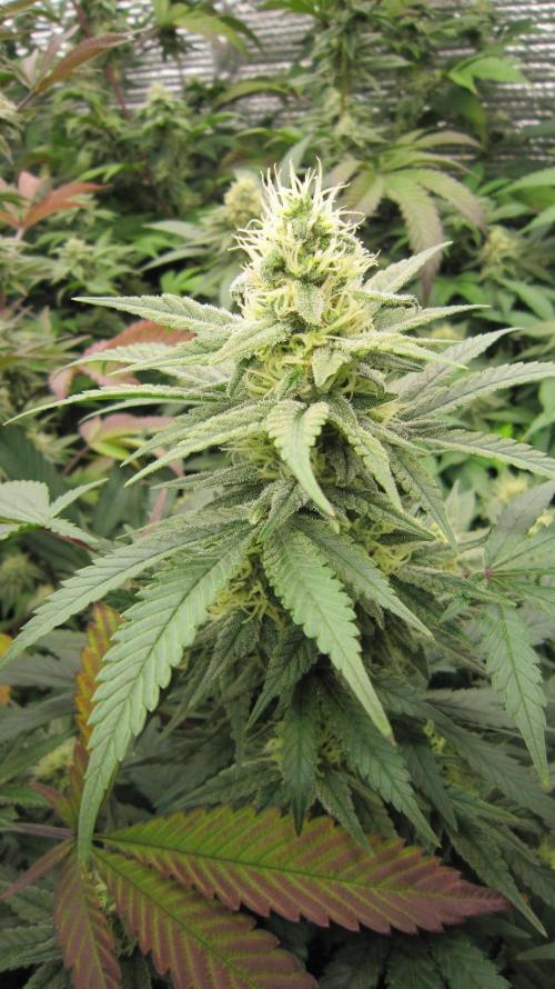 Best Clones... Showing off my.... Week 9 - Bb Mr