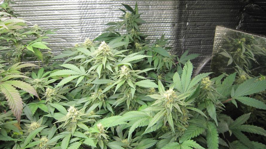 Best Clones... Showing off my.... Week 9 - Critical OG