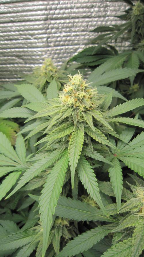 Best Clones... Showing off my.... Week 9 - Critical OG