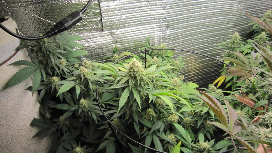 Best Clones... Showing off my.... Week 9 - Critical OG