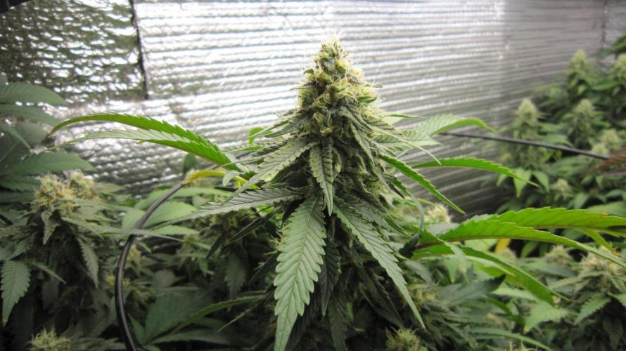 Best Clones... Showing off my.... Week 9 - Critical OG