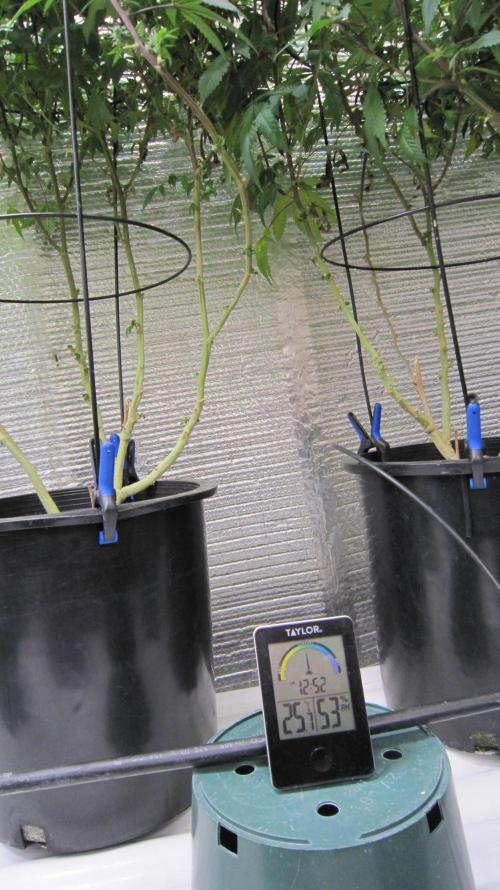 Best Clones... Showing off my.... Week 9 - Under the canopy.