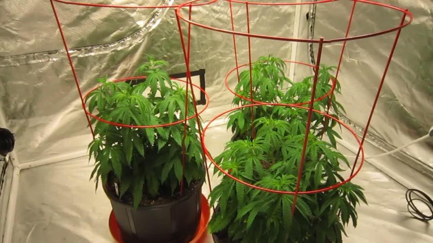 Gelatdos Jabb... My crossing.