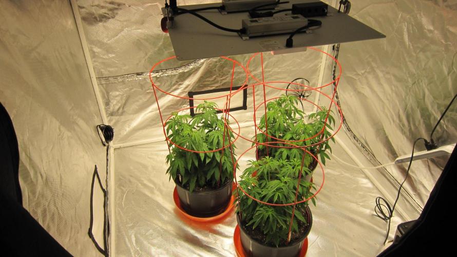 Gelatdos Jabb... My crossing.. Week 8 - Gelatdos Jabb - 3 Female Plants from regular seeds