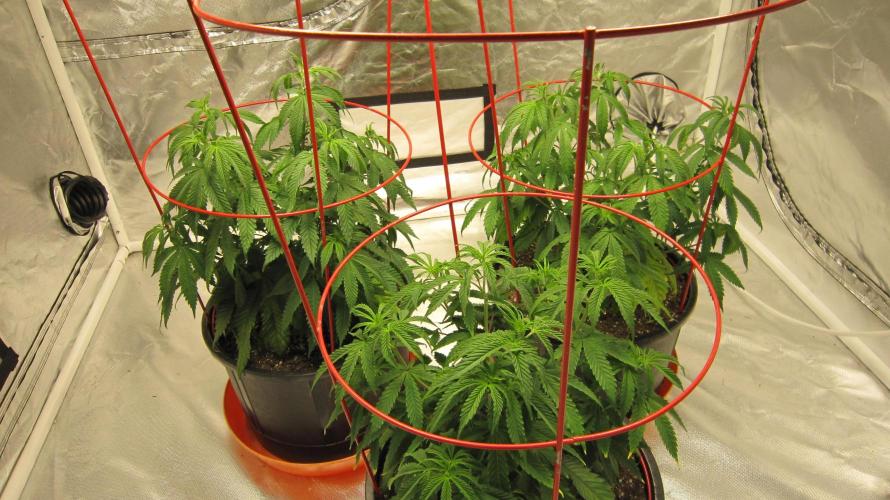 Gelatdos Jabb... My crossing.. Week 8 - Group Shot.