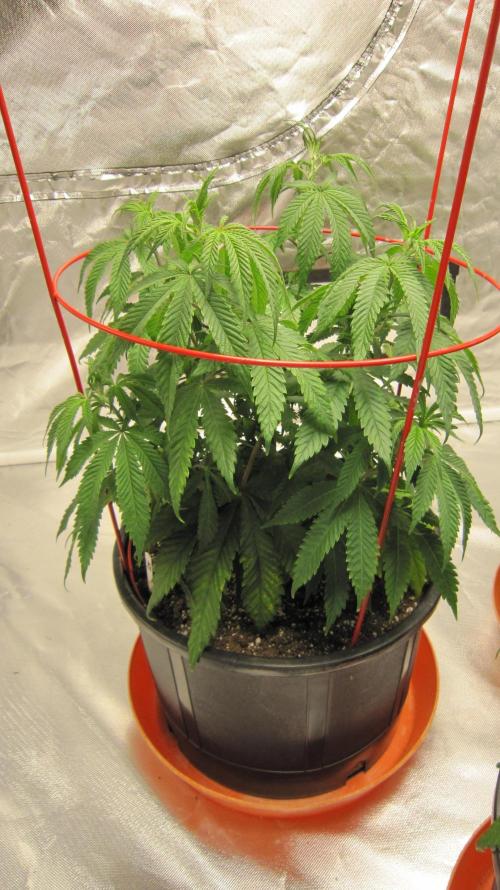 Gelatdos Jabb... My crossing.. Week 8 - Plant #1