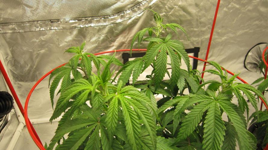 Gelatdos Jabb... My crossing.. Week 8 - Plant #1