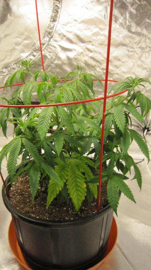 Gelatdos Jabb... My crossing.. Week 8 - Plant #2