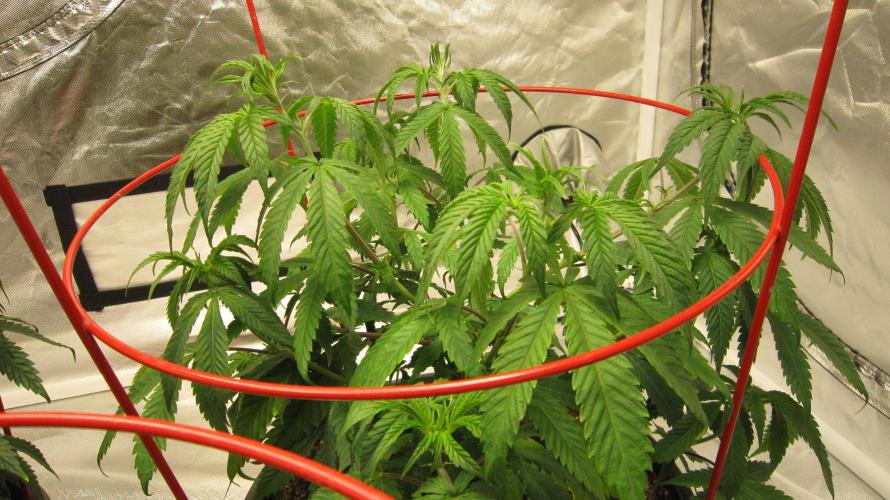 Gelatdos Jabb... My crossing.. Week 8 - Plant #2