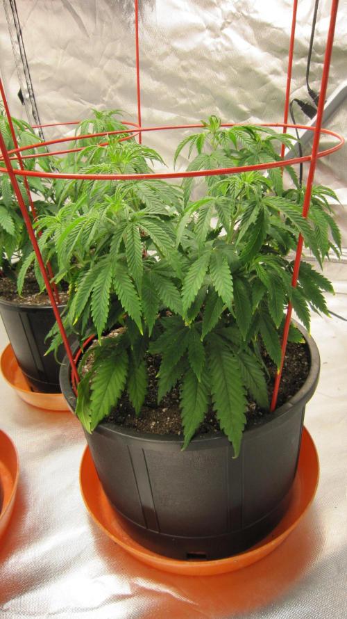 Gelatdos Jabb... My crossing.. Week 8 - Plant #3