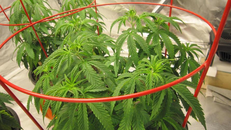 Gelatdos Jabb... My crossing.. Week 8 - Plant #3