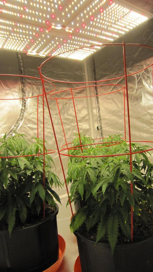 Gelatdos Jabb... My crossing.. Week 8 - Spider Farmer Light SF-4000